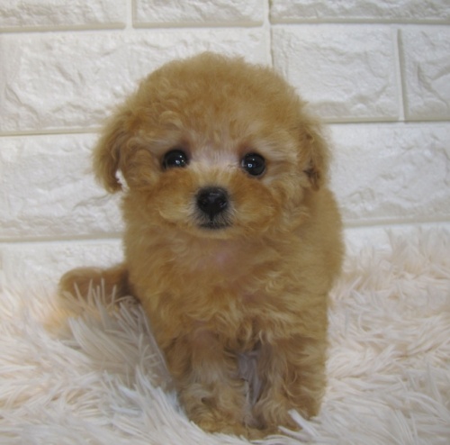 トイプードルの子犬（ID:1249511915）の2枚目の写真/更新日:2022-06-26
