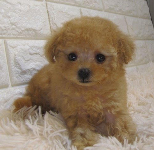 トイプードルの子犬（ID:1249511915）の3枚目の写真/更新日:2023-03-27
