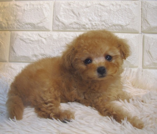 トイプードルの子犬（ID:1249511915）の4枚目の写真/更新日:2022-06-26