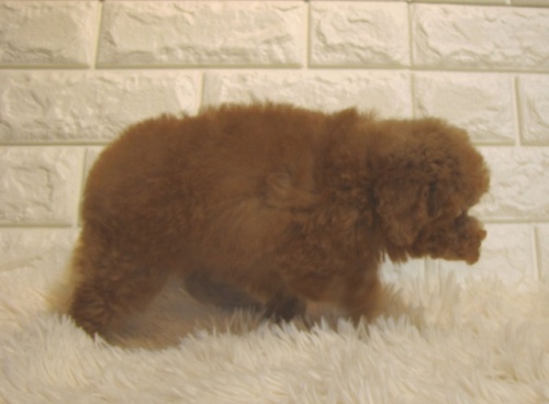 トイプードルの子犬（ID:1249511923）の4枚目の写真/更新日:2023-01-19