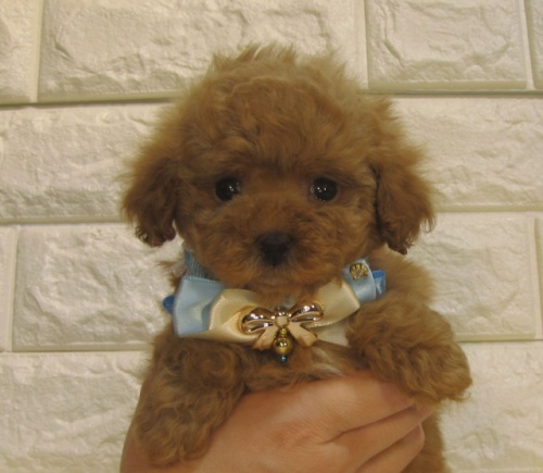 トイプードルの子犬（ID:1249511936）の1枚目の写真/更新日:2022-05-14