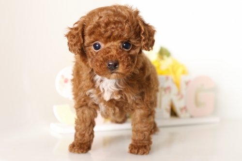 トイプードルの子犬(ID:1250011072)の1枚目の写真/更新日:2016-03-08