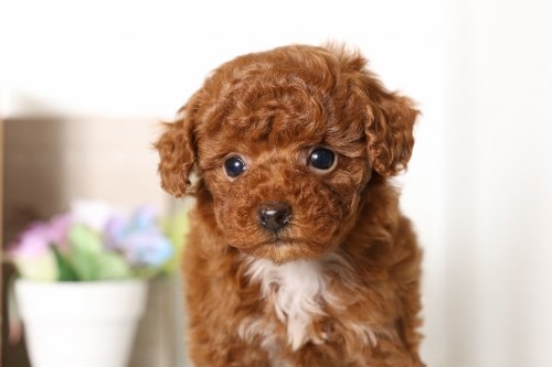 トイプードルの子犬(ID:1250011072)の2枚目の写真/更新日:2016-03-08