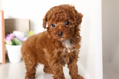 トイプードルの子犬(ID:1250011072)の3枚目の写真/更新日:2016-03-08