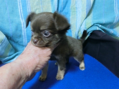 チワワ（ロング）の子犬（ID:1250311077）の1枚目の写真/更新日:2022-07-29