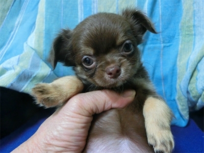 チワワ（ロング）の子犬（ID:1250311077）の2枚目の写真/更新日:2022-07-29