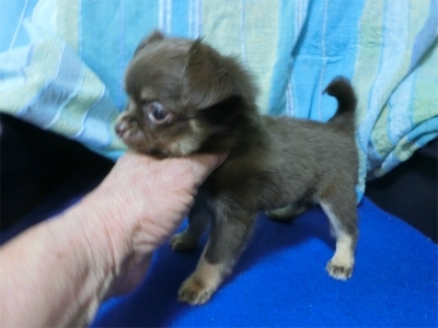 チワワ（ロング）の子犬（ID:1250311077）の3枚目の写真/更新日:2022-07-29