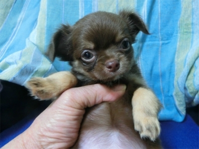 チワワ（ロング）の子犬（ID:1250311077）の4枚目の写真/更新日:2022-04-15