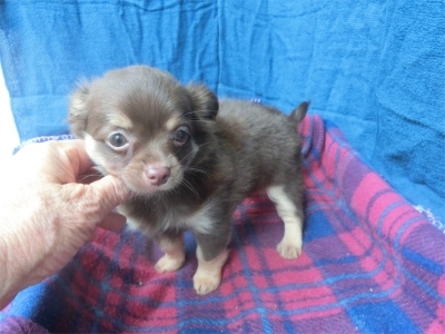 チワワ（ロング）の子犬（ID:1250311078）の1枚目の写真/更新日:2022-07-04