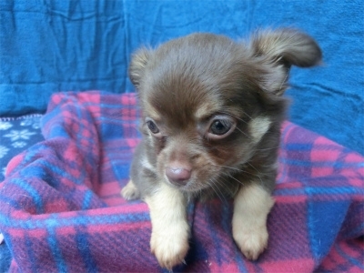 チワワ（ロング）の子犬（ID:1250311078）の2枚目の写真/更新日:2023-08-13