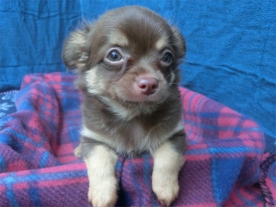 チワワ（ロング）の子犬（ID:1250311078）の3枚目の写真/更新日:2022-10-18