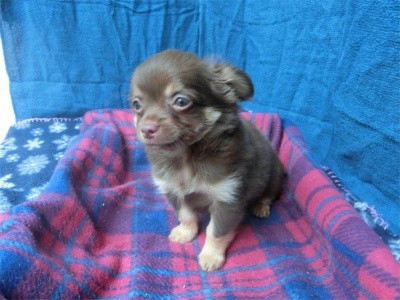 チワワ（ロング）の子犬（ID:1250311078）の4枚目の写真/更新日:2022-07-04