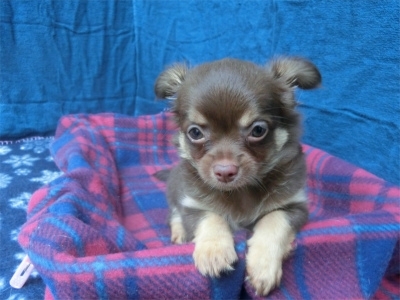 チワワ（ロング）の子犬（ID:1250311078）の5枚目の写真/更新日:2022-10-18