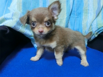 チワワ（ロング）の子犬（ID:1250311079）の1枚目の写真/更新日:2022-07-29