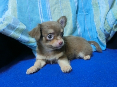 チワワ（ロング）の子犬（ID:1250311079）の2枚目の写真/更新日:2021-12-13