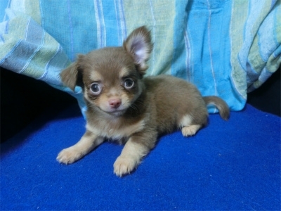 チワワ（ロング）の子犬（ID:1250311079）の3枚目の写真/更新日:2022-07-29