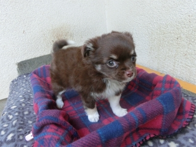 チワワ（ロング）の子犬（ID:1250311085）の4枚目の写真/更新日:2022-07-29