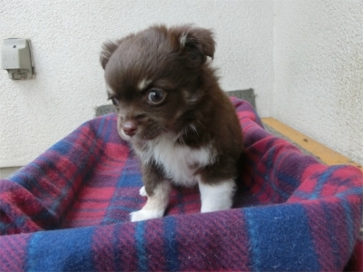 チワワ（ロング）の子犬（ID:1250311085）の5枚目の写真/更新日:2023-05-17