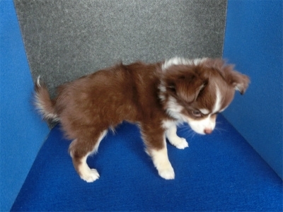チワワ（ロング）の子犬（ID:1250311086）の4枚目の写真/更新日:2021-12-13