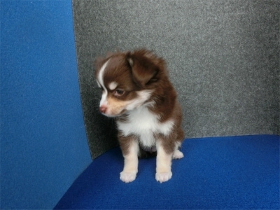 チワワ（ロング）の子犬（ID:1250311086）の5枚目の写真/更新日:2021-12-13
