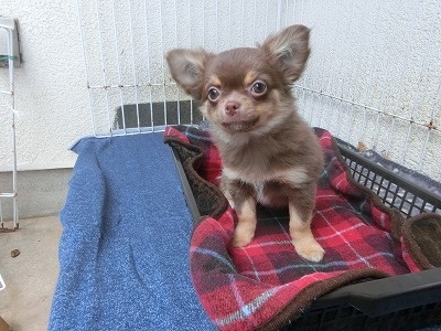 チワワ（ロング）の子犬（ID:1250311090）の2枚目の写真/更新日:2023-04-28