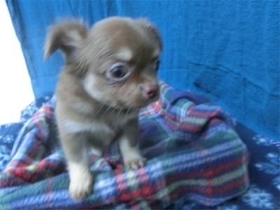 チワワ（ロング）の子犬（ID:1250311115）の3枚目の写真/更新日:2023-04-28