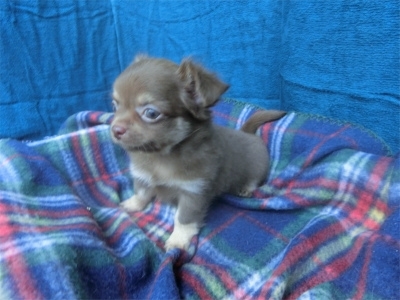 チワワ（ロング）の子犬（ID:1250311115）の6枚目の写真/更新日:2023-08-13