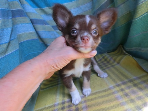 チワワ（ロング）の子犬（ID:1250311117）の1枚目の写真/更新日:2022-01-10