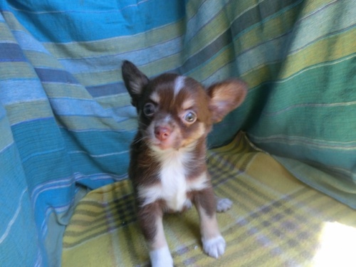 チワワ（ロング）の子犬（ID:1250311117）の3枚目の写真/更新日:2022-01-10