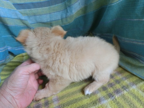 チワワ（ロング）の子犬（ID:1250311119）の4枚目の写真/更新日:2022-10-18