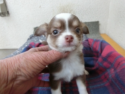 チワワ（ロング）の子犬（ID:1250311120）の1枚目の写真/更新日:2023-04-28