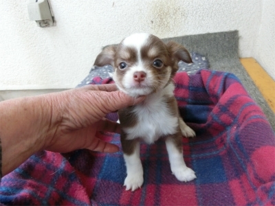 チワワ（ロング）の子犬（ID:1250311120）の2枚目の写真/更新日:2023-04-28