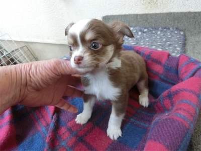 チワワ（ロング）の子犬（ID:1250311120）の3枚目の写真/更新日:2023-04-28