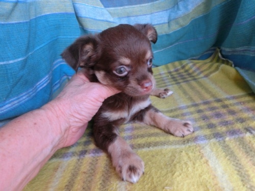 チワワ（ロング）の子犬（ID:1250311122）の4枚目の写真/更新日:2022-10-18
