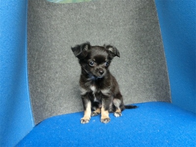 チワワ（ロング）の子犬（ID:1250311130）の4枚目の写真/更新日:2022-07-04