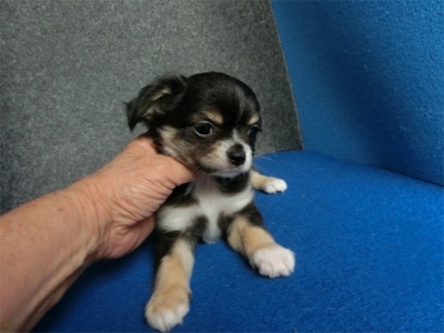 チワワ（ロング）の子犬（ID:1250311132）の3枚目の写真/更新日:2022-06-13