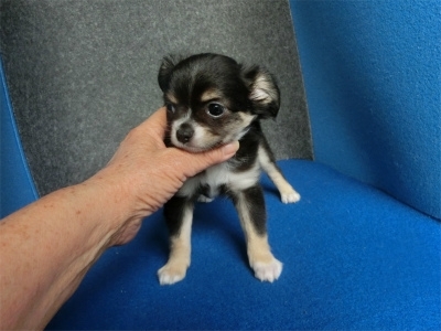 チワワ（ロング）の子犬（ID:1250311132）の4枚目の写真/更新日:2022-01-10
