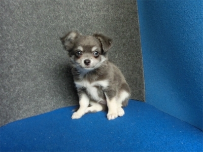 チワワ（ロング）の子犬（ID:1250311136）の1枚目の写真/更新日:2022-07-04