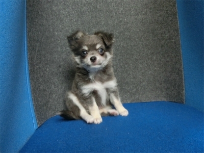チワワ（ロング）の子犬（ID:1250311136）の2枚目の写真/更新日:2022-07-04