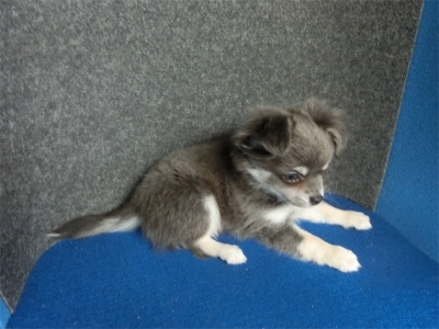 チワワ（ロング）の子犬（ID:1250311136）の3枚目の写真/更新日:2022-07-04