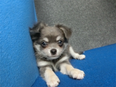 チワワ（ロング）の子犬（ID:1250311136）の4枚目の写真/更新日:2022-07-04