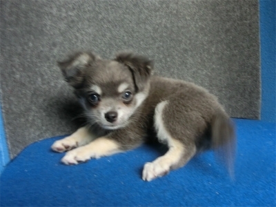 チワワ（ロング）の子犬（ID:1250311136）の5枚目の写真/更新日:2022-07-04