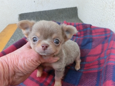 チワワ（ロング）の子犬（ID:1250311137）の1枚目の写真/更新日:2023-02-13