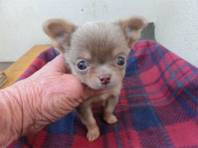チワワ（ロング）の子犬（ID:1250311137）の2枚目の写真/更新日:2023-02-13
