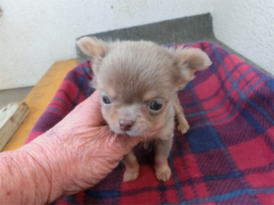 チワワ（ロング）の子犬（ID:1250311137）の3枚目の写真/更新日:2023-02-13