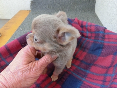 チワワ（ロング）の子犬（ID:1250311137）の5枚目の写真/更新日:2023-02-13