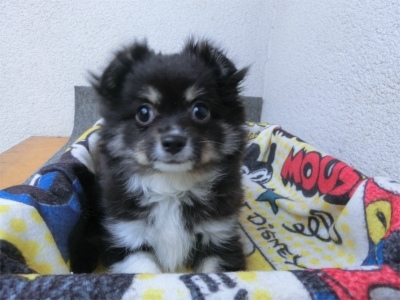 チワワ（ロング）の子犬（ID:1250311139）の1枚目の写真/更新日:2023-01-08