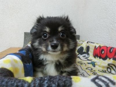 チワワ（ロング）の子犬（ID:1250311139）の2枚目の写真/更新日:2023-01-08