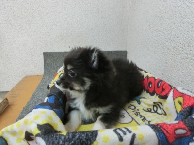 チワワ（スムース）の子犬（ID:1250311139）の4枚目の写真/更新日:2022-07-30