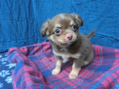 チワワ（ロング）の子犬（ID:1250311142）の1枚目の写真/更新日:2023-08-13